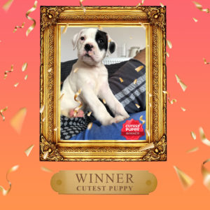 Winner of Cutest Puppy